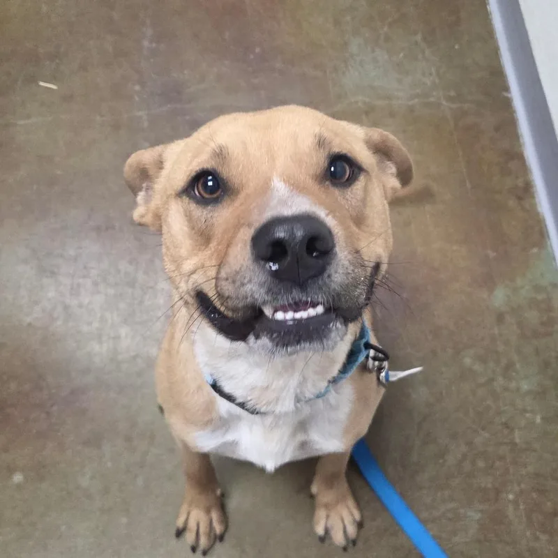 Stray Holdeddie thumbnail 3