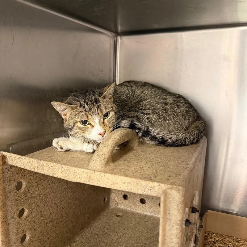 An adult medium-sized male Gray / Blue / Silver Domestic Short Hair cat named Tigrena for adoption in Philadelphia, PA
