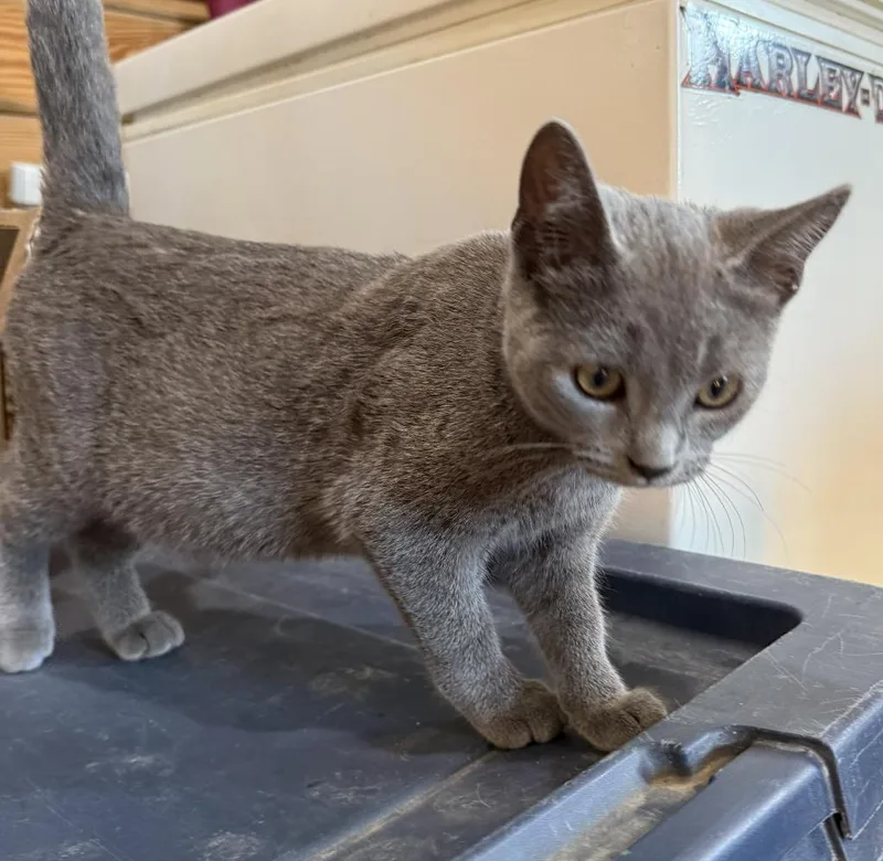 A baby medium-sized female Domestic Short Hair cat named Gracie for adoption in St. Cloud, MN
