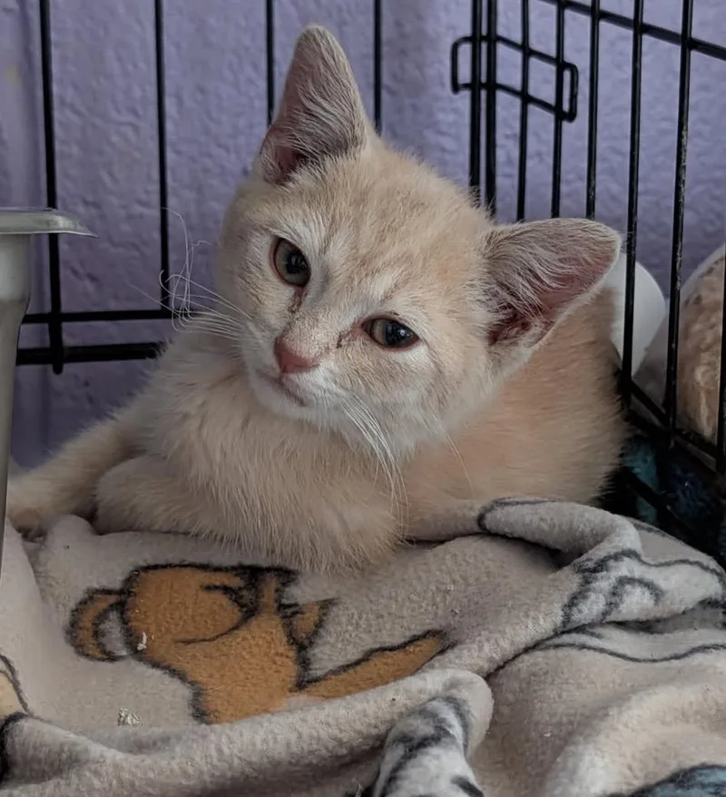 A baby medium-sized male Tabby (Buff / Tan / Fawn) Tabby cat named Turbo for adoption in Marietta, OH