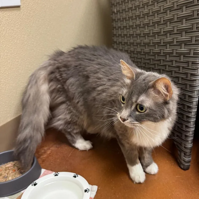 An adult medium-sized female Domestic Long Hair cat named Indi for adoption in Santa Barbara, CA