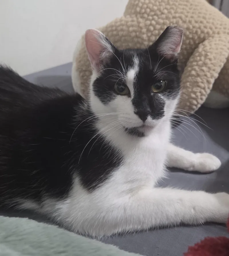 An adult medium-sized male Black & White / Tuxedo Domestic Short Hair cat named Houdini for adoption in Monticello, IN