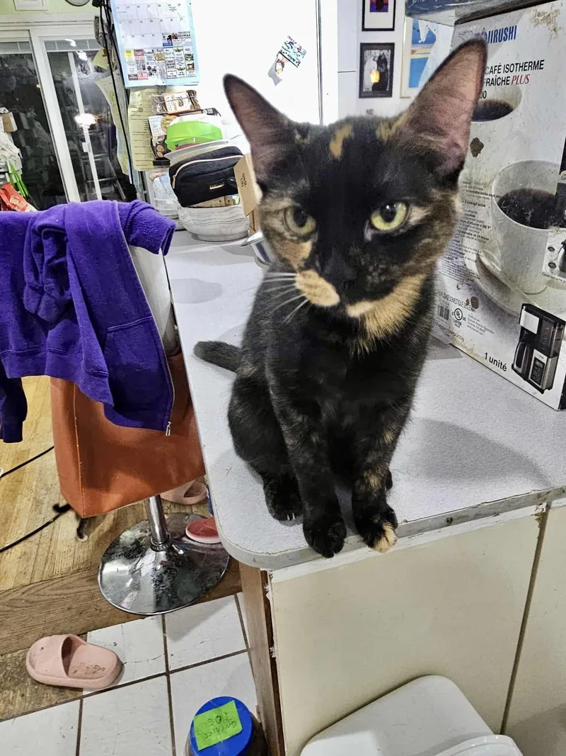 Queen Latifah thumbnail 2