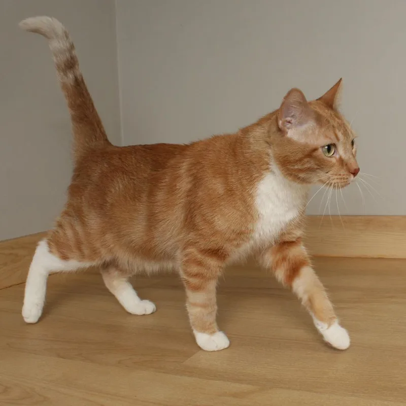 Chicken Pot Pie C thumbnail 2