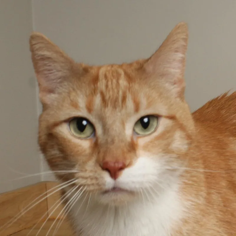 Chicken Pot Pie C thumbnail 3