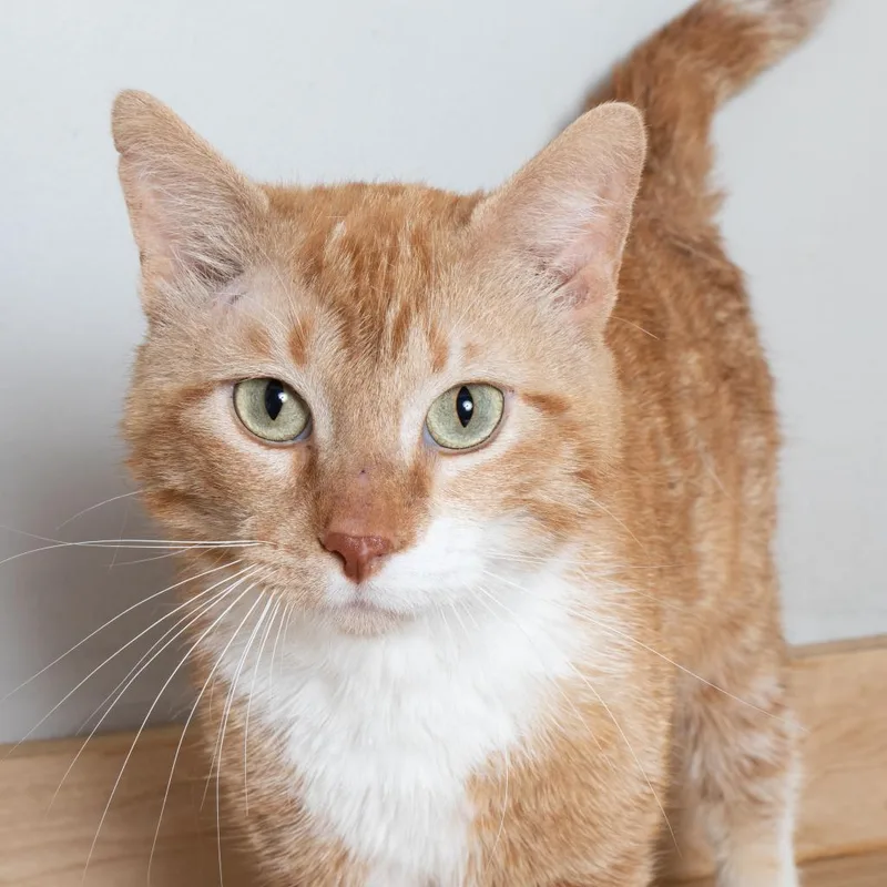 Chicken Pot Pie C thumbnail 4