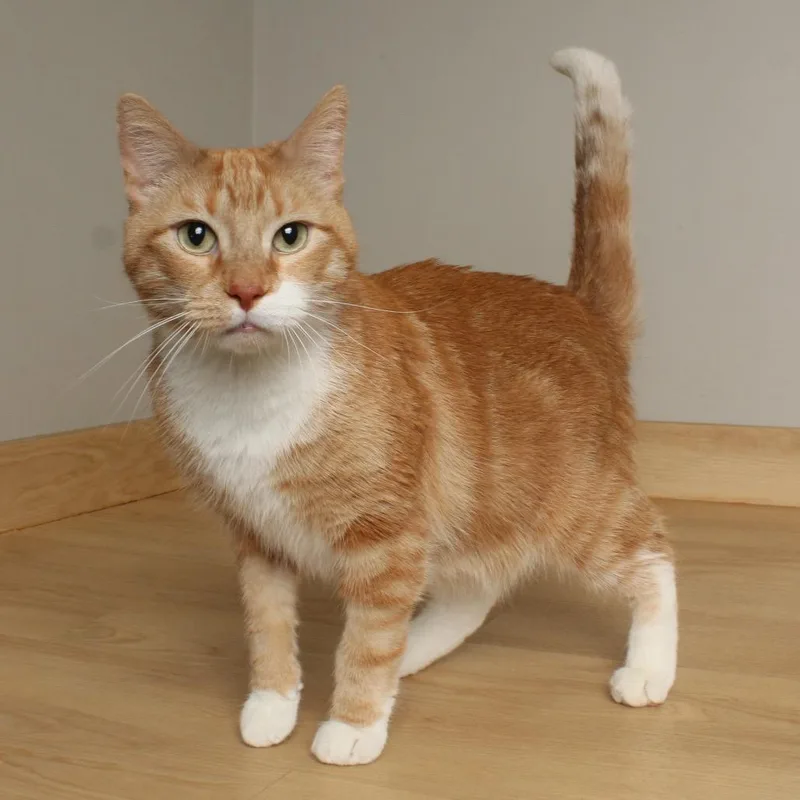 Chicken Pot Pie C thumbnail 5