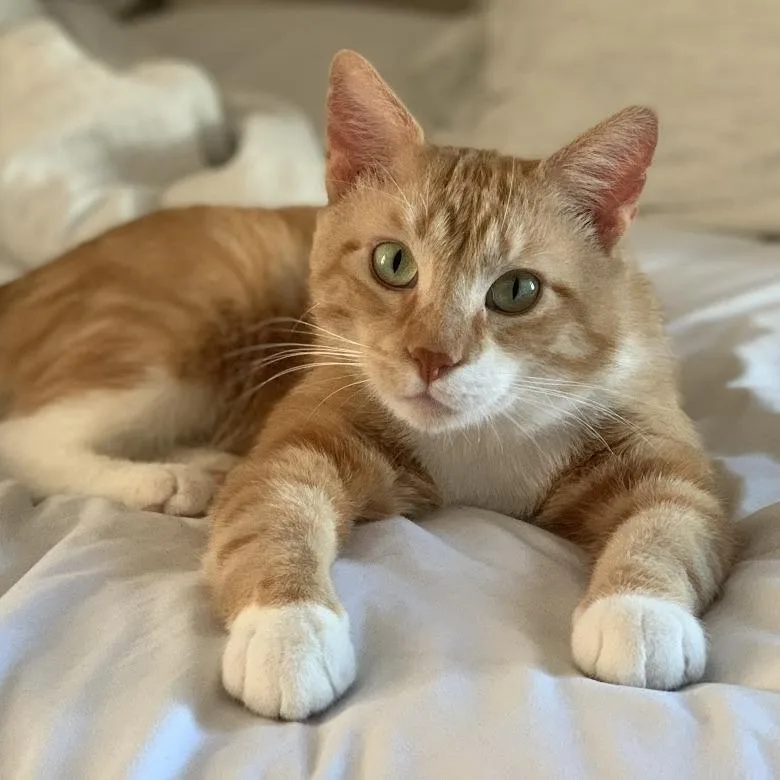 Chicken Pot Pie C thumbnail 6