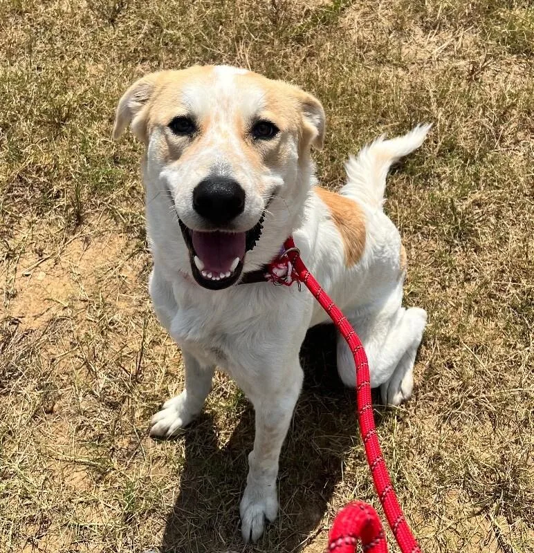 An adult large-sized male Great Pyrenees dog named Samson for adoption in Jackson, TN