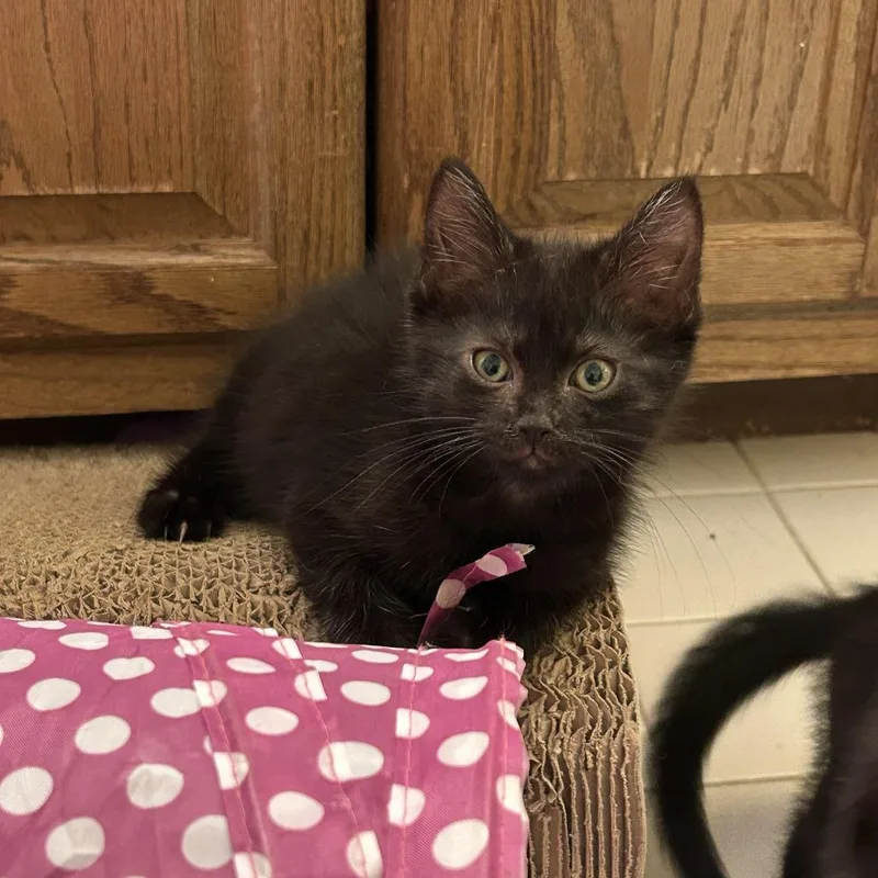 A baby small-sized male Domestic Short Hair cat named Frankie for adoption in Fairfax, VA
