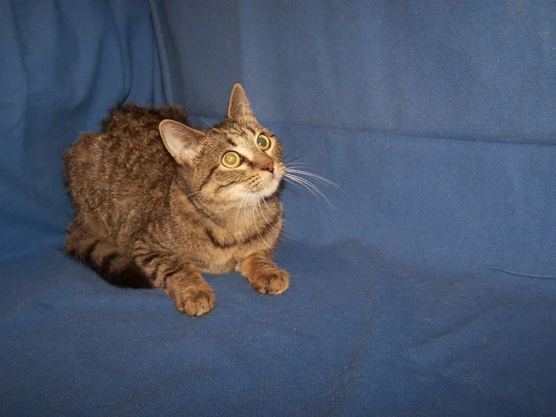A young medium-sized female Brown / Chocolate Domestic Short Hair cat named Georgia for adoption in Colorado Springs, CO