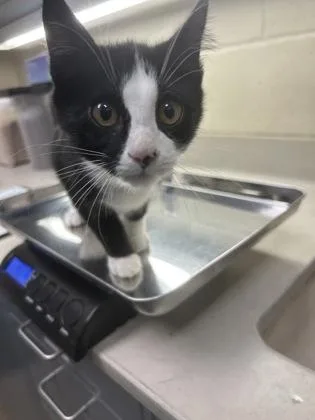 A baby medium-sized male Black Domestic Short Hair cat named Carlos for adoption in Wichita, KS