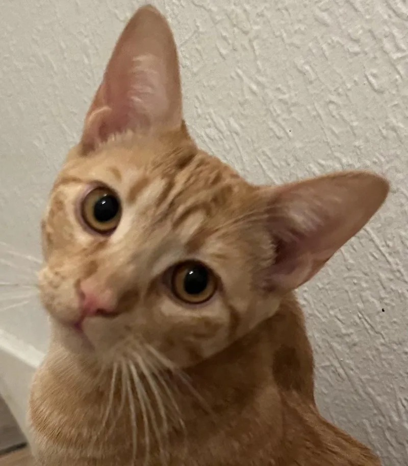 A baby medium-sized male Tabby cat named Skippee for adoption in North Highlands, CA