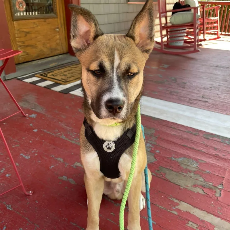 A young medium-sized male Mixed Breed dog named Yote for adoption in Blue Island, IL