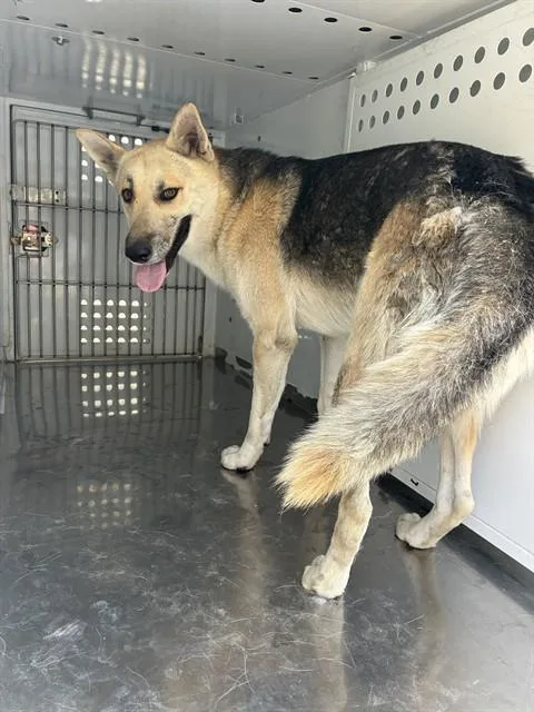 An adult large-sized male German Shepherd Dog dog named Templeton for adoption in Stockton, CA