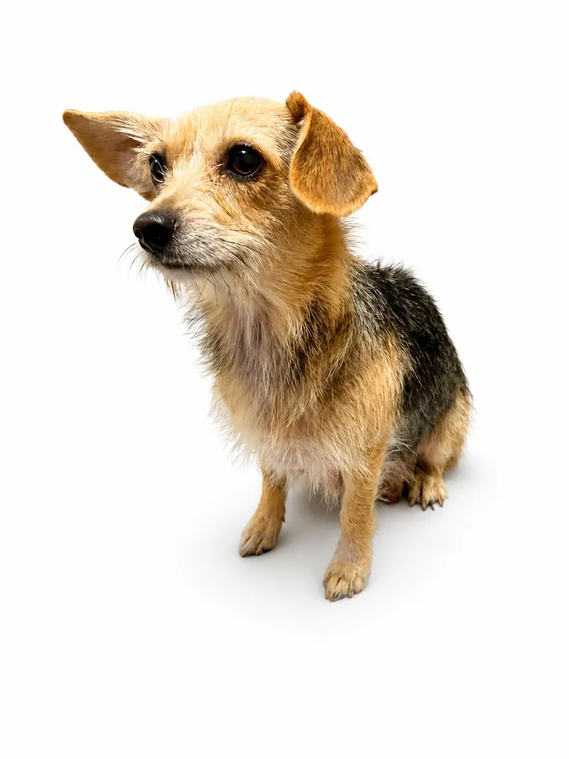 A baby small-sized female Mixed Breed dog named Leela for adoption in SYLVANIA, GA