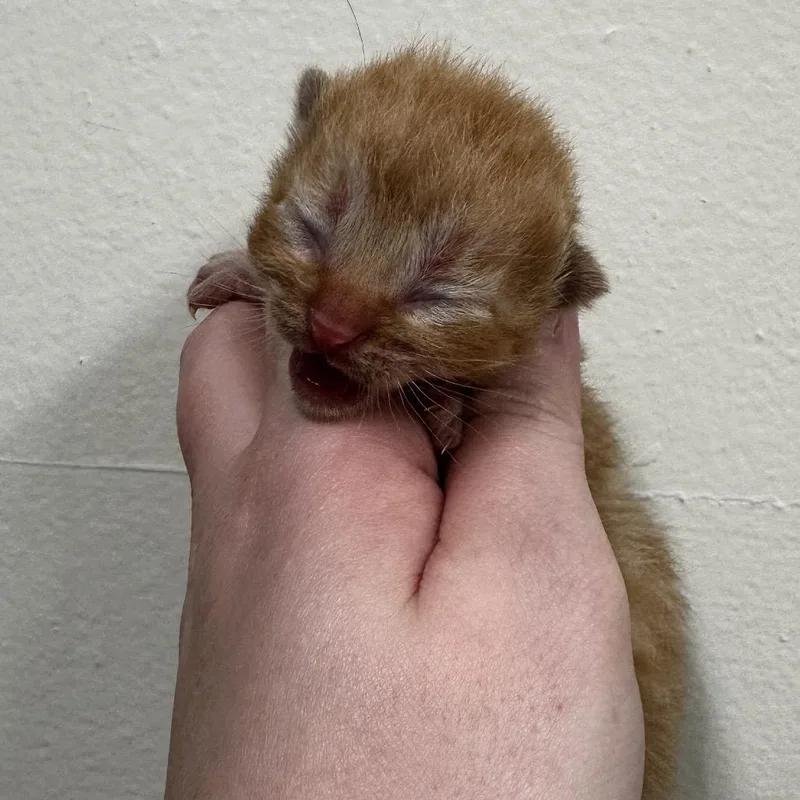 A baby small-sized male Orange / Red Domestic Short Hair cat named Ivan for adoption in Warrensburg, MO