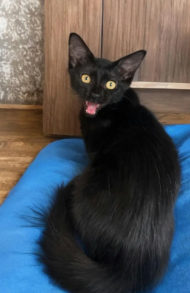 A baby medium-sized male Black Domestic Medium Hair cat named Gareth for adoption in Houston, TX
