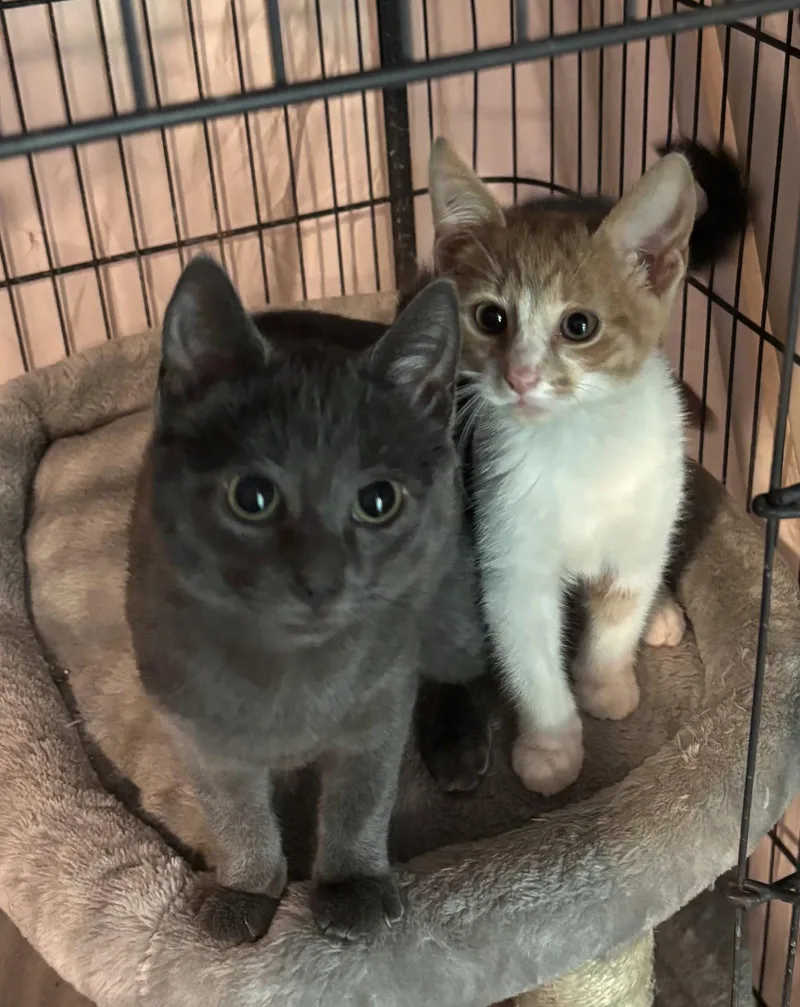 A young medium-sized male Orange & White Domestic Short Hair cat named Mac for adoption in Spring City, PA