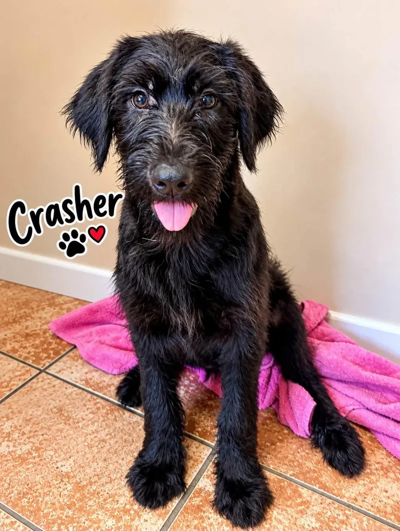 A young large-sized male Black Portuguese Water Dog dog named Crasher for adoption in Rock Hill, NY