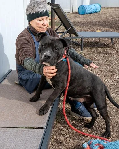 An adult large-sized female Mixed Breed dog named Pastry for adoption in Chamblee, GA