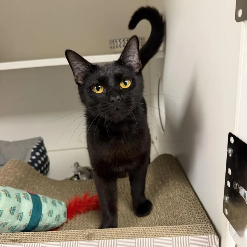 A young small-sized female Black Domestic Short Hair cat named Diana for adoption in Stillwater, OK