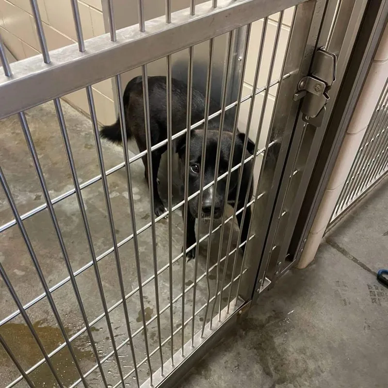 A young medium-sized male Terrier dog named Spanky for adoption in Wintersville, OH