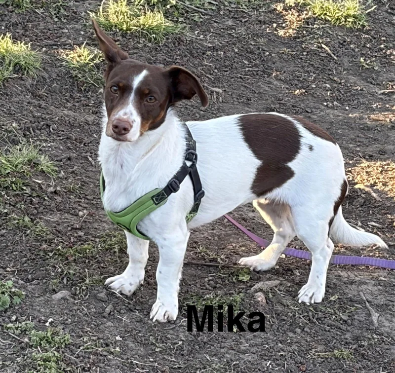 Mika thumbnail 2