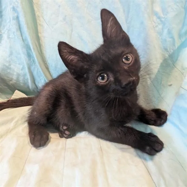 A baby small-sized male Domestic Short Hair cat named Topaz for adoption in Auburn, CA