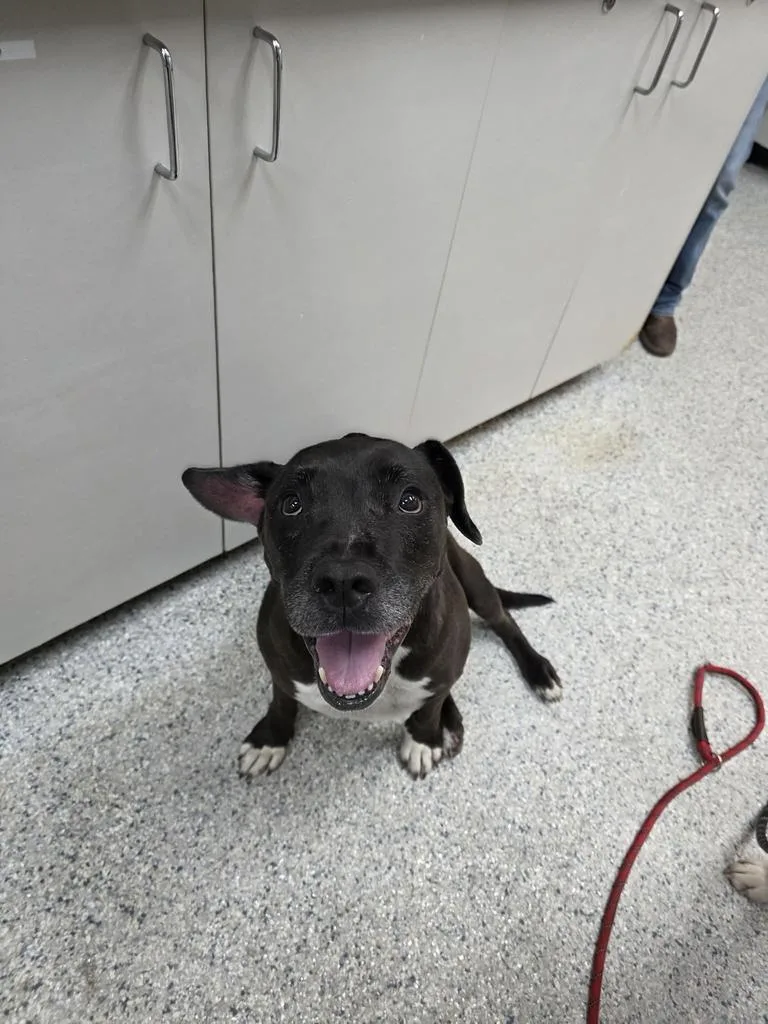 An adult large-sized female Pit Bull Terrier dog named Twizzler for adoption in Livingston, LA