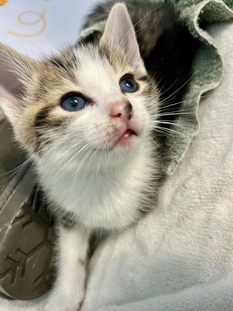 A baby medium-sized male Domestic Short Hair cat named Caleb for adoption in Emerald Isle, NC