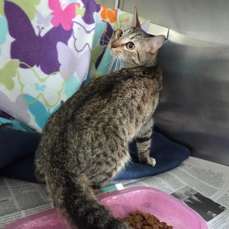 An adult small-sized female Smoke Domestic Short Hair cat named Daphne for adoption in Chattanooga, TN