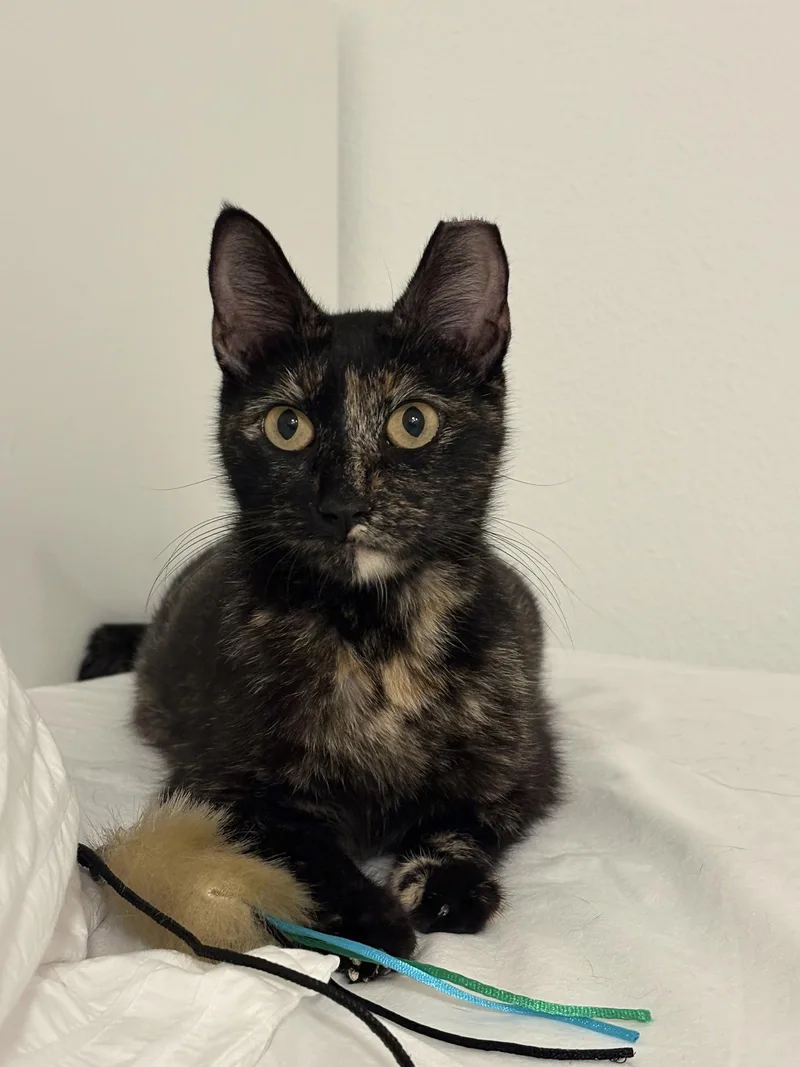 An adult medium-sized female Domestic Short Hair cat named Roxette for adoption in San Jose, CA
