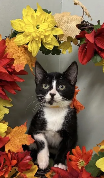 A baby medium-sized female Domestic Short Hair cat named Bubbles for adoption in Picayune, MS