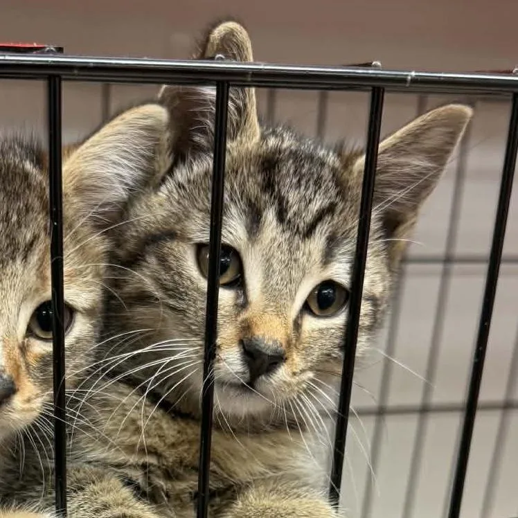A baby small-sized male Brown / Chocolate Domestic Short Hair cat named Boone for adoption in Canton, NC
