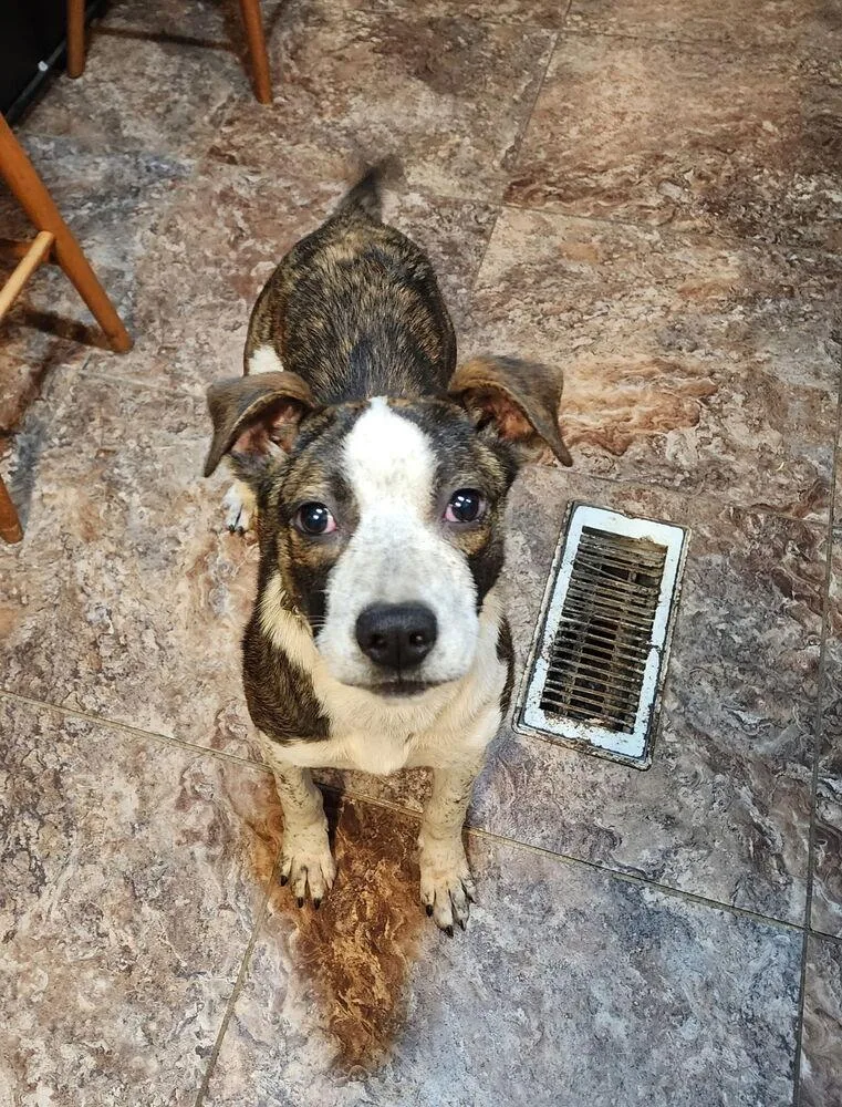 A young medium-sized female Brindle Plott Hound dog named Daffodil for adoption in Tulsa, OK
