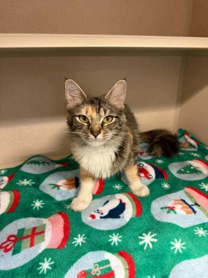 An adult medium-sized female Domestic Long Hair cat named Diva for adoption in Bowling Green, KY