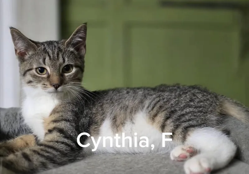 A baby medium-sized female Tabby (Gray / Blue / Silver) American Shorthair cat named Cyntia for adoption in Shrewsbury, MA