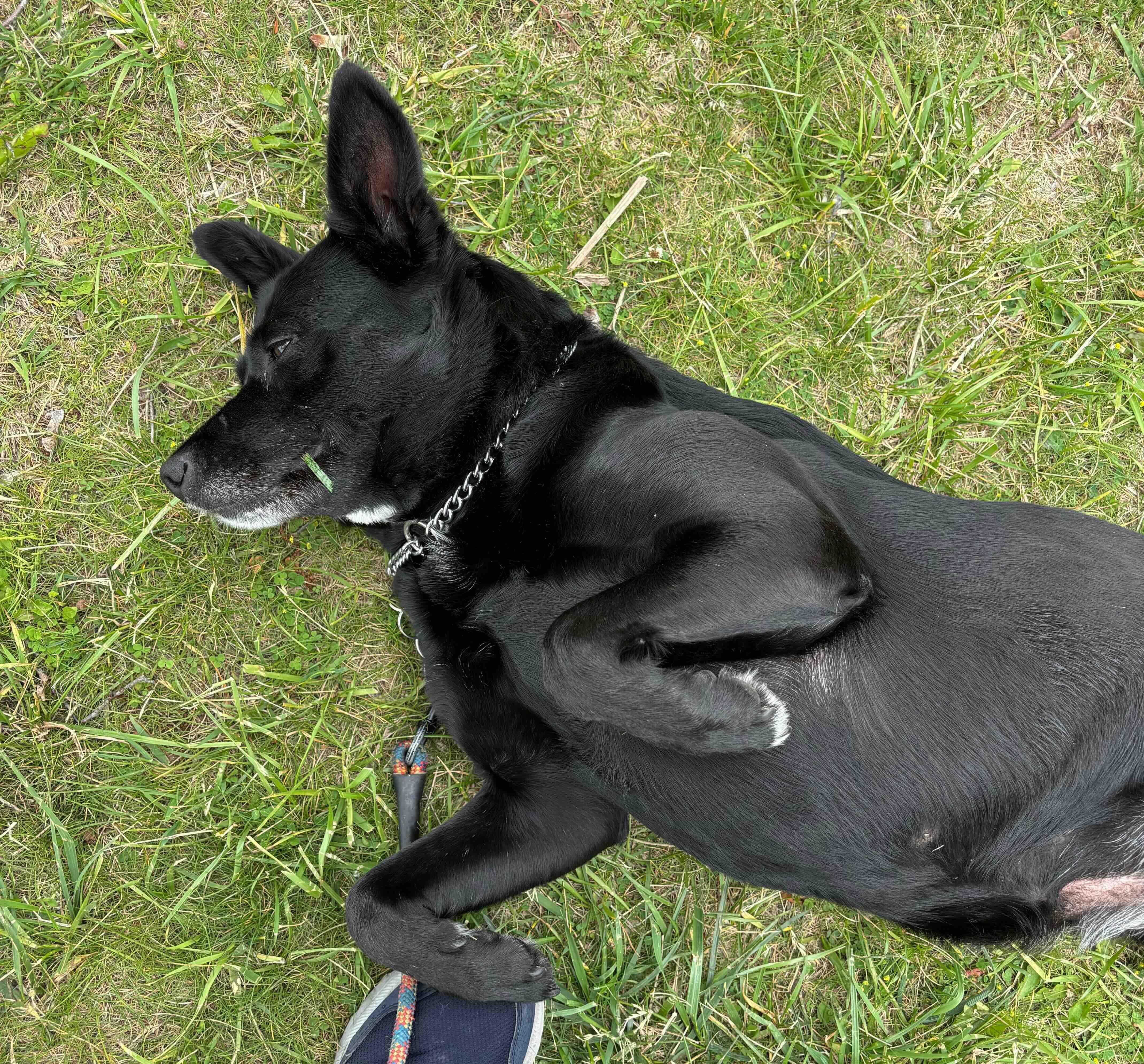 A young medium-sized female Black Mixed Breed dog named Chole for adoption in Cedarburg, WI