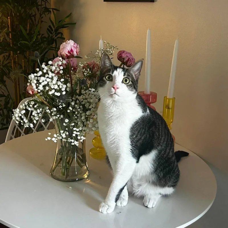 An adult large-sized male Gray / Blue / Silver American Shorthair cat named Dre for adoption in Tampa, FL