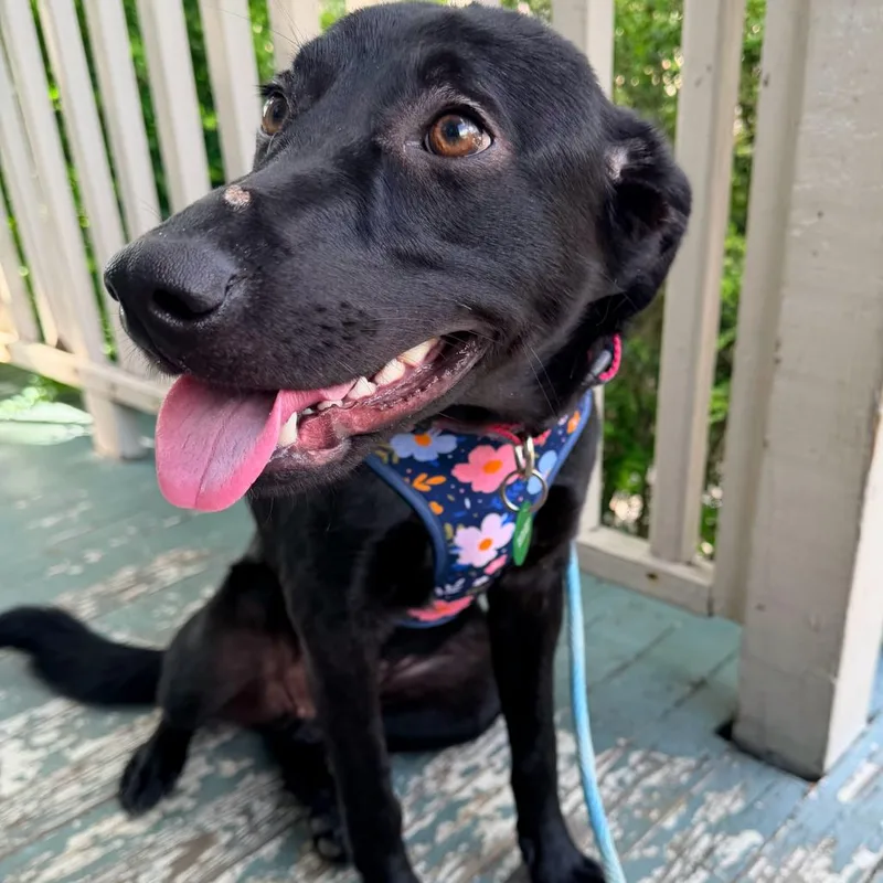 A young large-sized female Black Shepherd dog named Gemma June for adoption in New Orleans, LA
