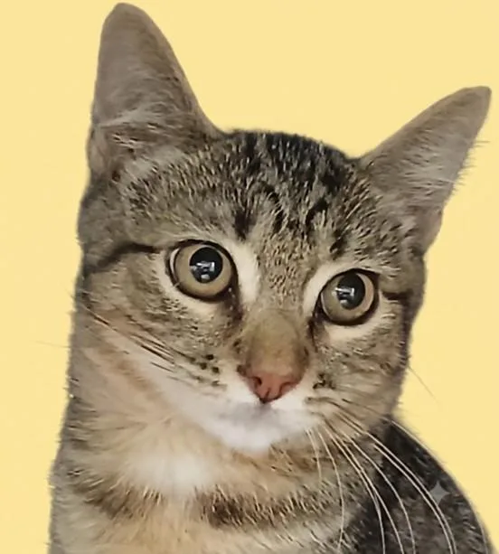A baby medium-sized male Domestic Short Hair cat named Hank for adoption in Chatsworth, CA