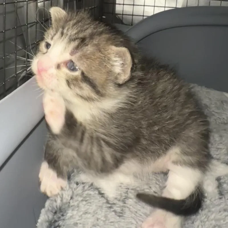 A baby small-sized female Gray / Blue / Silver Domestic Short Hair cat named Tater Tot for adoption in Brooklyn, NY