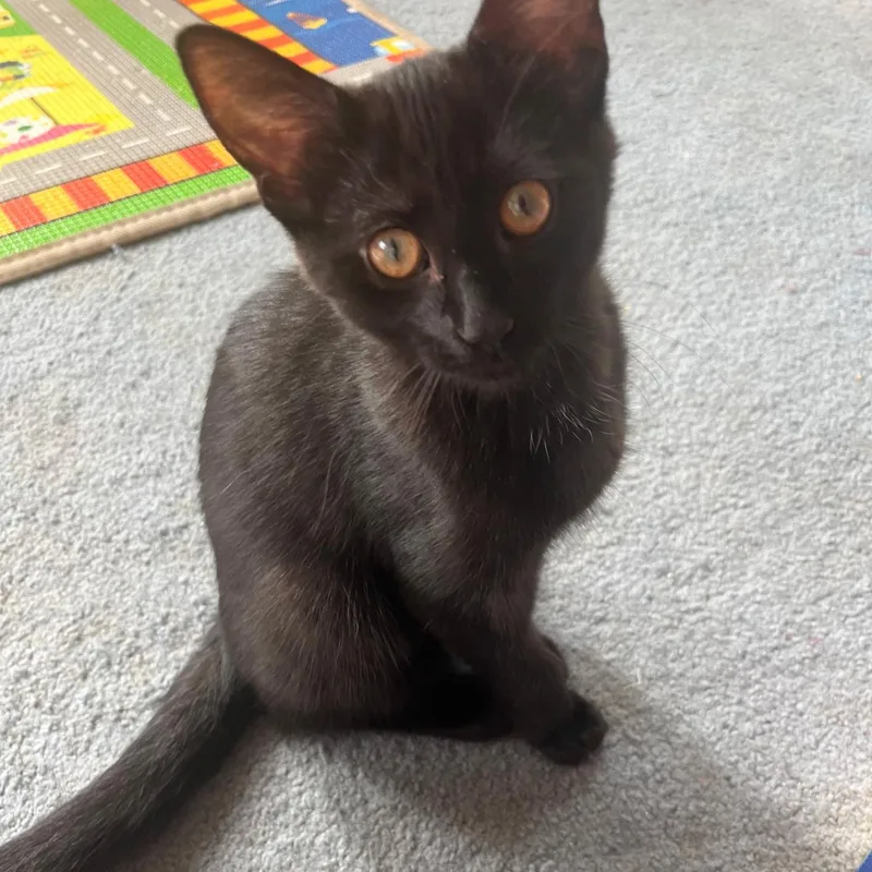 A baby medium-sized female Black Domestic Short Hair cat named Brioche for adoption in Washington, PA