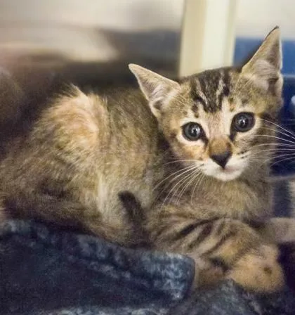 A baby small-sized female Domestic Short Hair cat named Panic! At The Litterbox for adoption in Fresno, CA
