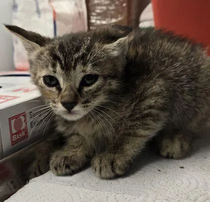 Panic! At The Litterbox thumbnail 2