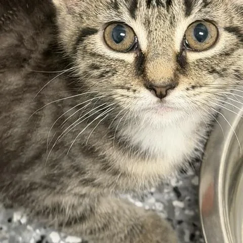A baby medium-sized female Domestic Short Hair cat named Macy's for adoption in Bryan, OH