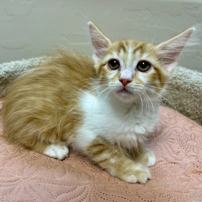 A baby small-sized female Domestic Medium Hair cat named Capricorn for adoption in Fountain Hills, AZ