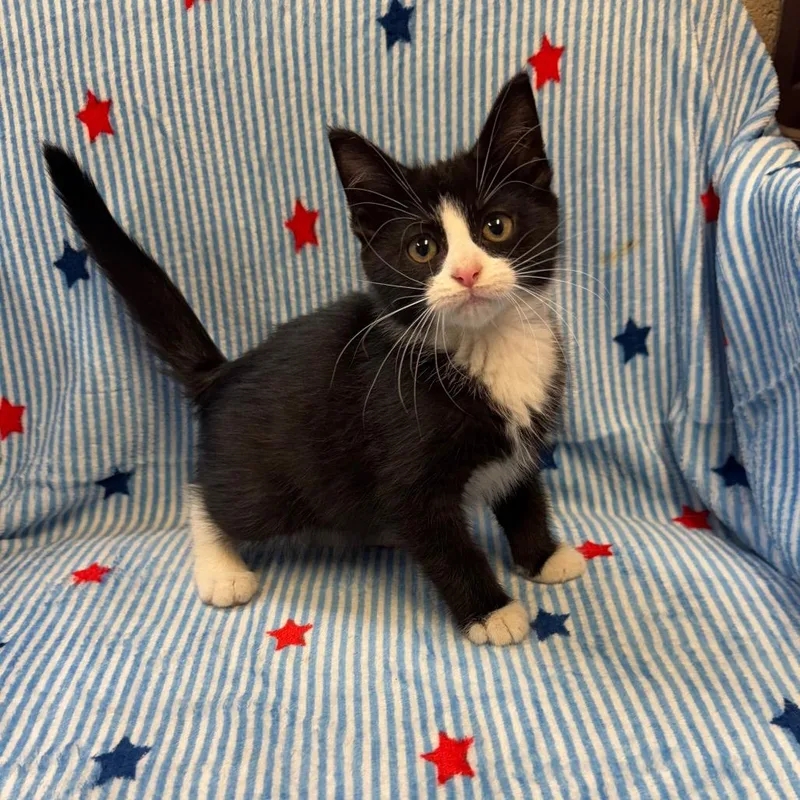A baby small-sized male Black Domestic Medium Hair cat named Dewey for adoption in Kittanning, PA