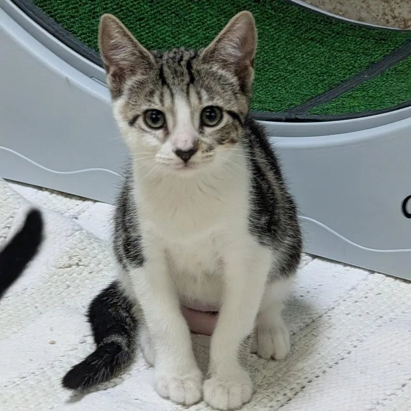 A baby small-sized female Brown / Chocolate Domestic Short Hair cat named Bass for adoption in Titusville, FL